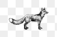 PNG Drawing of a cur fox, transparent background