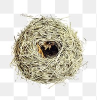 PNG Drawing of a bird nest and eggs, transparent background