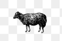 PNG Drawing of a sheep, transparent background