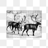 PNG Drawing of reindeer herd, transparent background