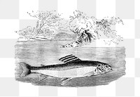 PNG Drawing of a grayling fish, transparent background