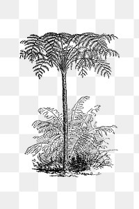 PNG Drawing of a reinforced tree fern, transparent background