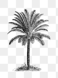 PNG Drawing of a palm tree, transparent background