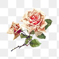 PNG Drawing of a rose, transparent background