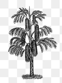 PNG Drawing of a tropical tree, transparent background