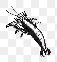 PNG Drawing of a lobster, transparent background