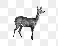 PNG Drawing of a fawn deer, transparent background