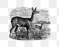 PNG Drawing of a fawn deer, transparent background