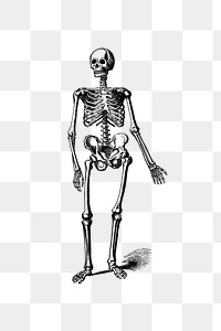 PNG Drawing of a human skeleton, transparent background