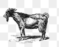 PNG Drawing of a goat, transparent background