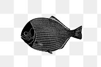 PNG Drawing of a flatfish, transparent background