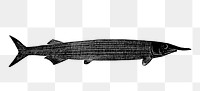 PNG Drawing of a long fish, transparent background
