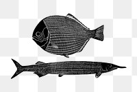 PNG Drawing of fishes, transparent background