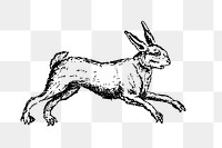 PNG Drawing of a hare rabbit, transparent background