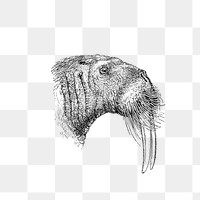 PNG Drawing of a walrus, transparent background