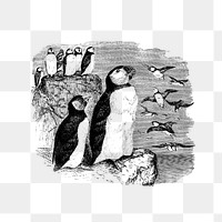 PNG Vintage Victorian style penguin engraving, transparent background