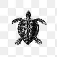 PNG Vintage Victorian style turtle engraving, transparent background