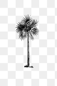 PNG Vintage Victorian style palm tree engraving, transparent background