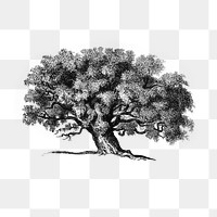 PNG Vintage Victorian style tree engraving, transparent background