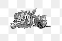 PNG Vintage Victorian style rose engraving, transparent background