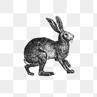 PNG Vintage Victorian style rabbit engraving, transparent background