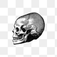 PNG Vintage Victorian style skull engraving, transparent background