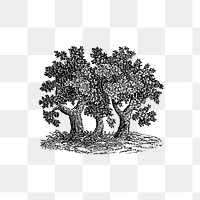 PNG Vintage Victorian style tree engraving, transparent background
