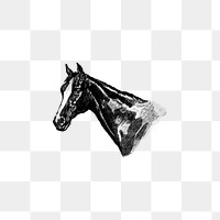 PNG Vintage Victorian style horse head engraving, transparent background