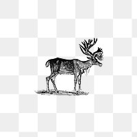 PNG Vintage reindeer etching illustration, transparent background