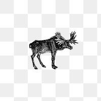 PNG Vintage moose etching illustration, transparent background