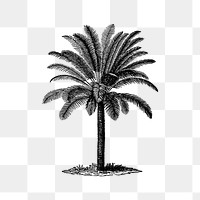PNG Vintage European style palm tree engraving, transparent background