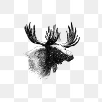 PNG Vintage European style moose engraving, transparent background