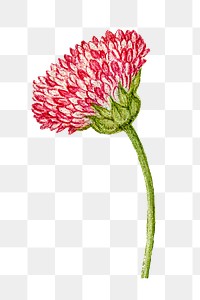 Blooming png pink English daisy flower hand drawn