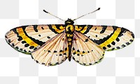 Vintage yellow png butterfly insect