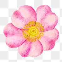Eglantine pink flower png element hand drawn