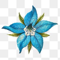 Png blooming borage flower element 