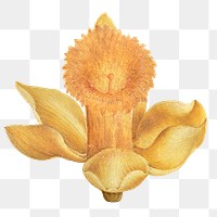Daffodil flower png hand drawn element