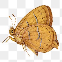 Brown hairstreak butterfly png insect 