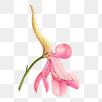 Pink larkspur flower png element hand drawn