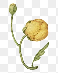 Blooming buttercup flower png hand drawn