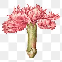 Carnation png spring flower botanical vintage illustration