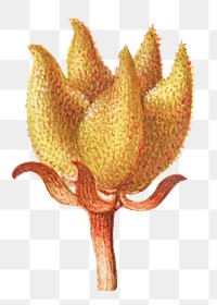 Rampion bellflower blossom png illustration hand drawn