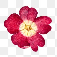 Red primrose flower png hand drawn