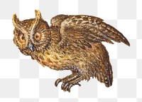 Hand drawn vintage png owl bird