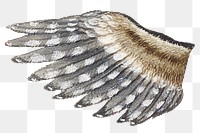 Antique png falcon feather wing