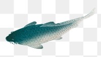 Common carp fish design element 