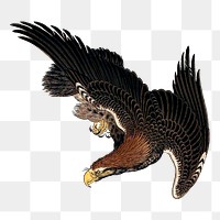 Vintage illustration of a flying eagles design element