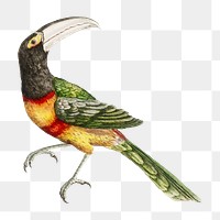 Toucan vintage bird illustration transparent png