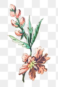 Vintage blooming pink flower branch design element