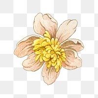 Vintage blooming yellow flower design element